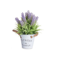 Levandula v kvetin��i 25 cm